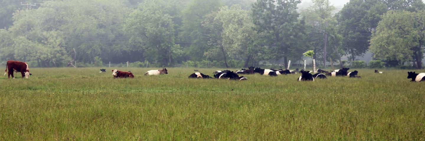 Cows in a field in Rhode Island