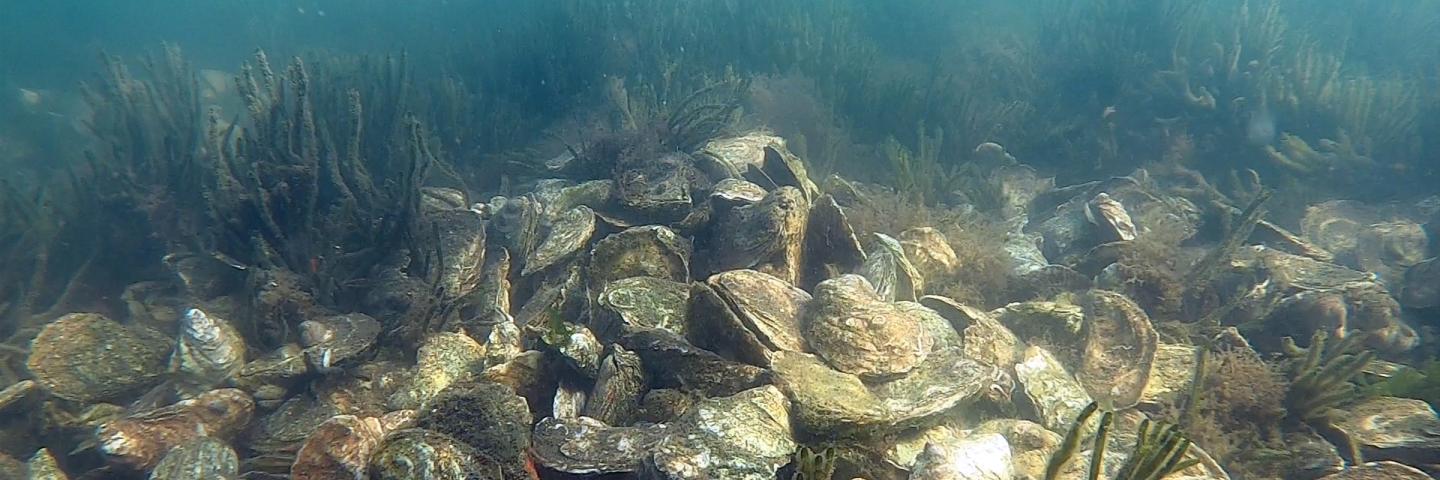 Oysters under water