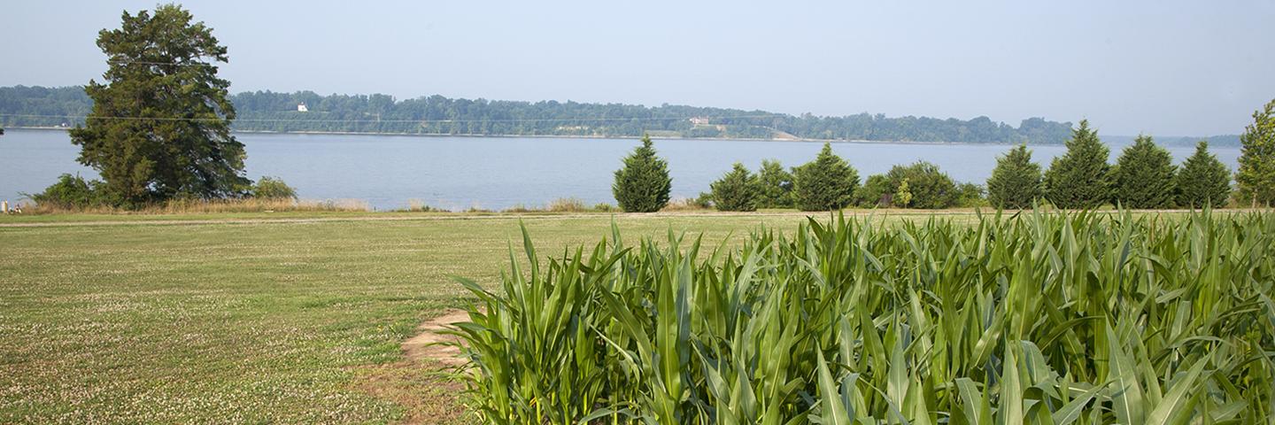 Corn field on a Chesapeake Bay farm.