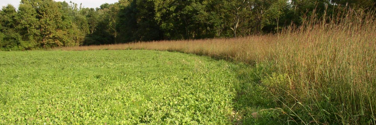 A native warm season grass filter strip at the edge of a green crop field captures sediment and nutrients.