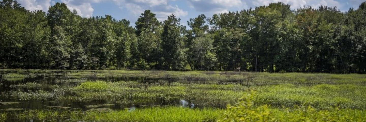 American wet land with green trees and blue sky