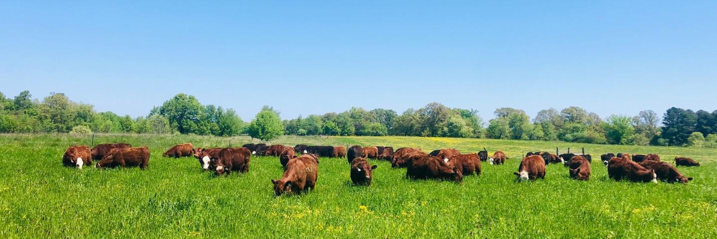 Cows in pasture