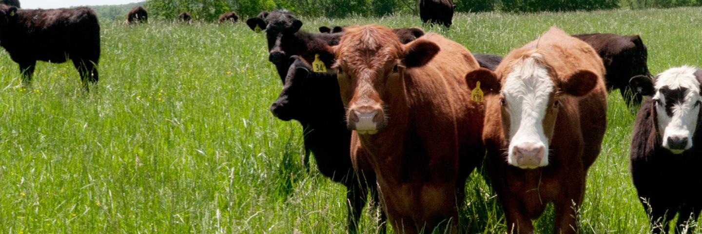 Brown cows, field