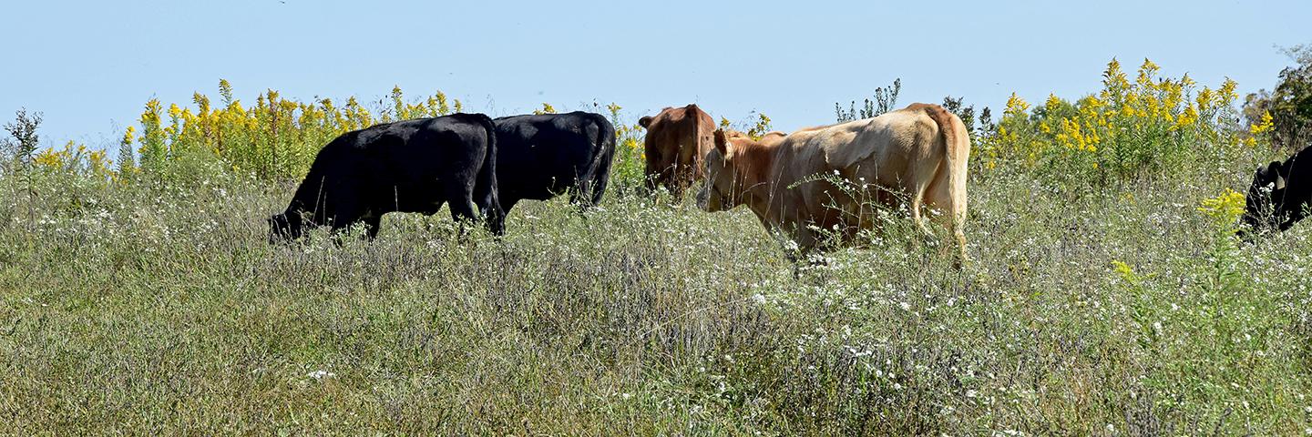Cattle graze on southeast Iowa pasture