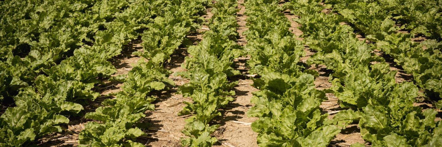 Sugar beets in a no-till cropping system in Carbon County, Montana