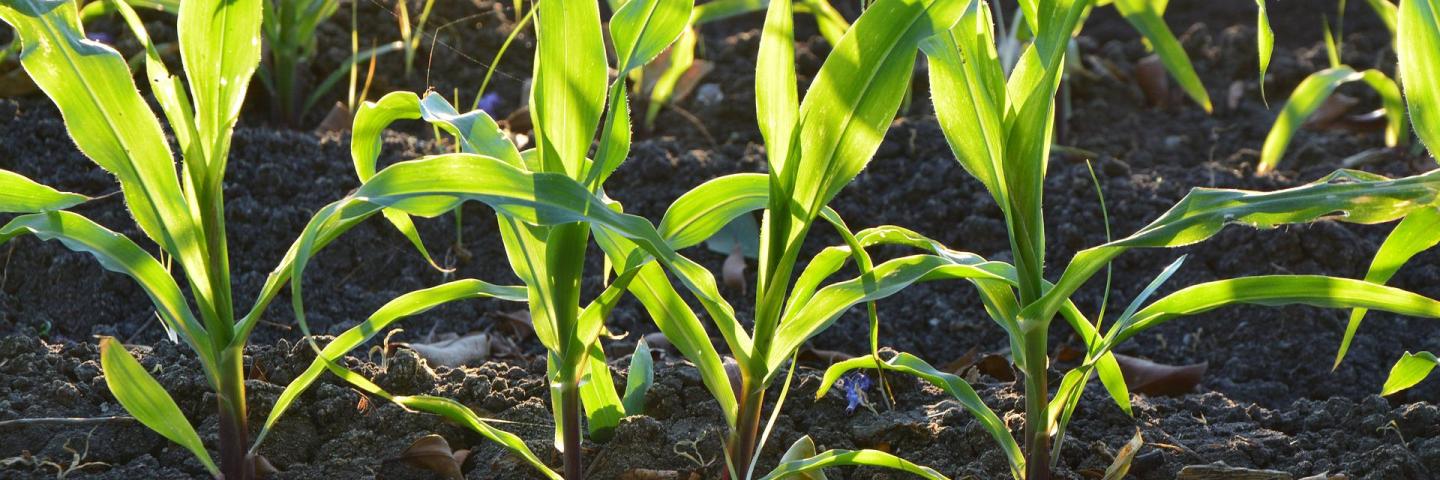 Technical Resources Corn