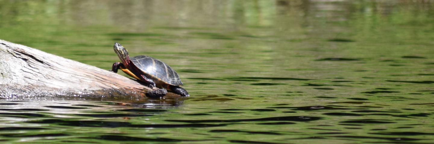 Turtle in the Penobscot River