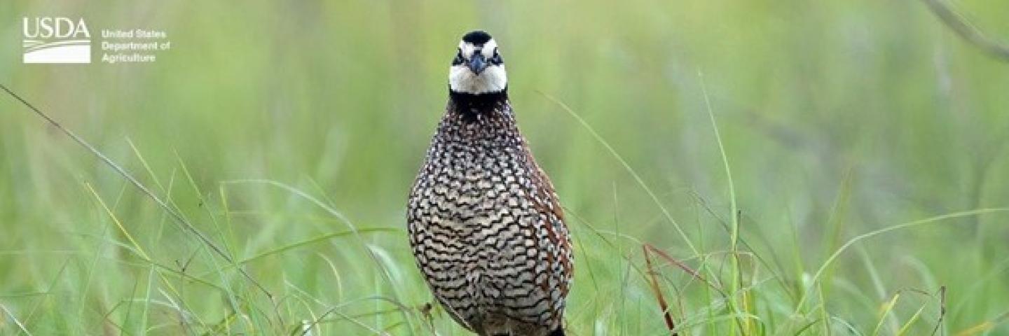 Bobwhite quail on wire fence.