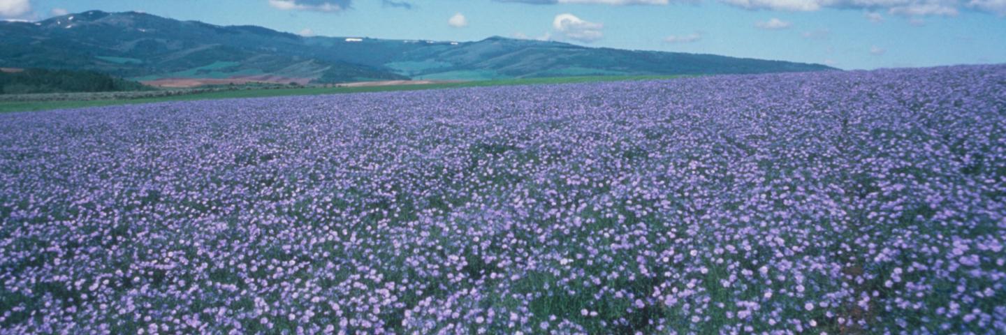 purple flowers