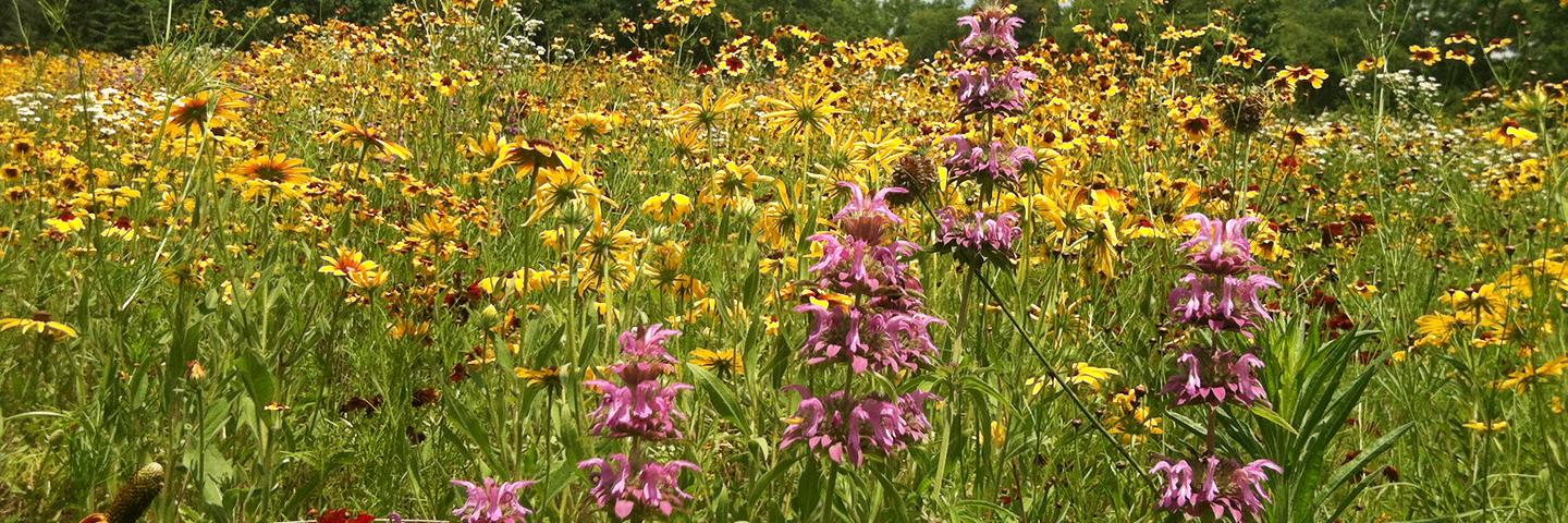 Pollinator plantings on a Powhatan, Va., farm.