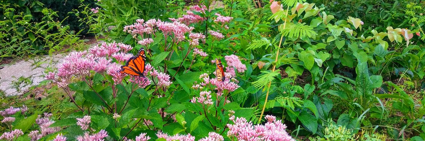 monarch butterfly on flowere