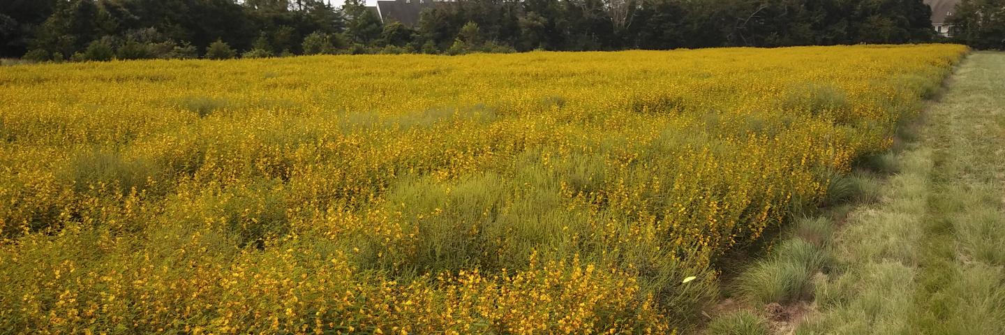 Partridge peas planted as a cover crop
