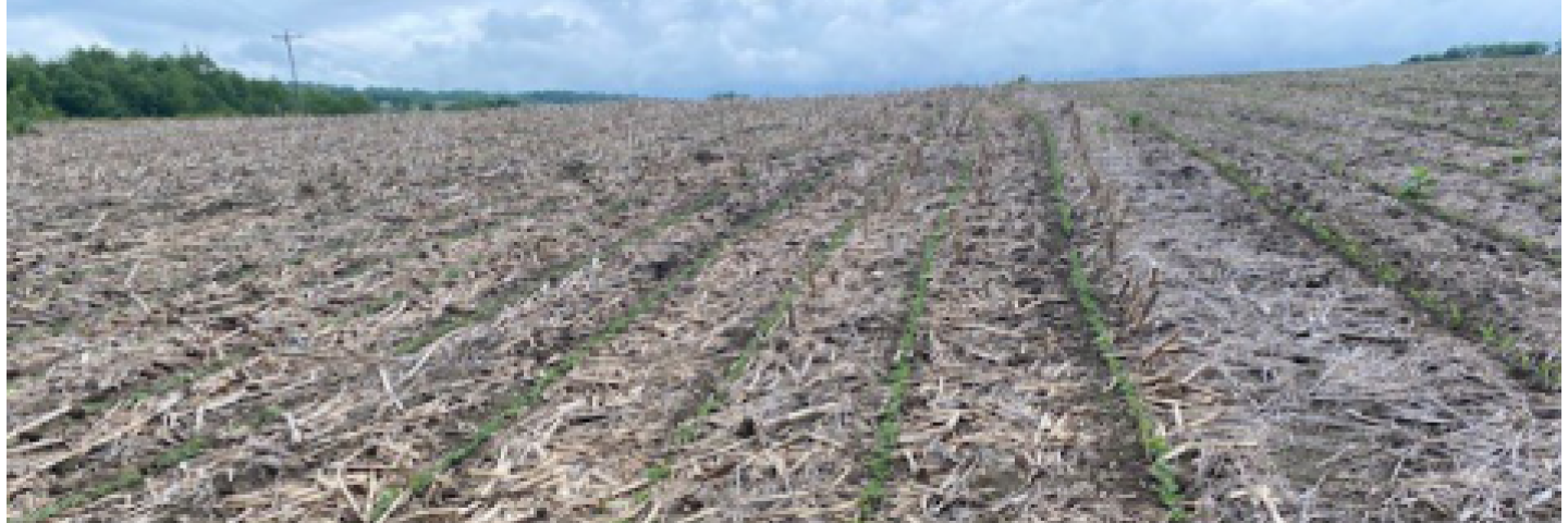 Soy bean field