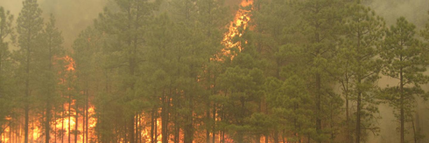 Wallow Fire, site near Nutrioso, Arizona 2011