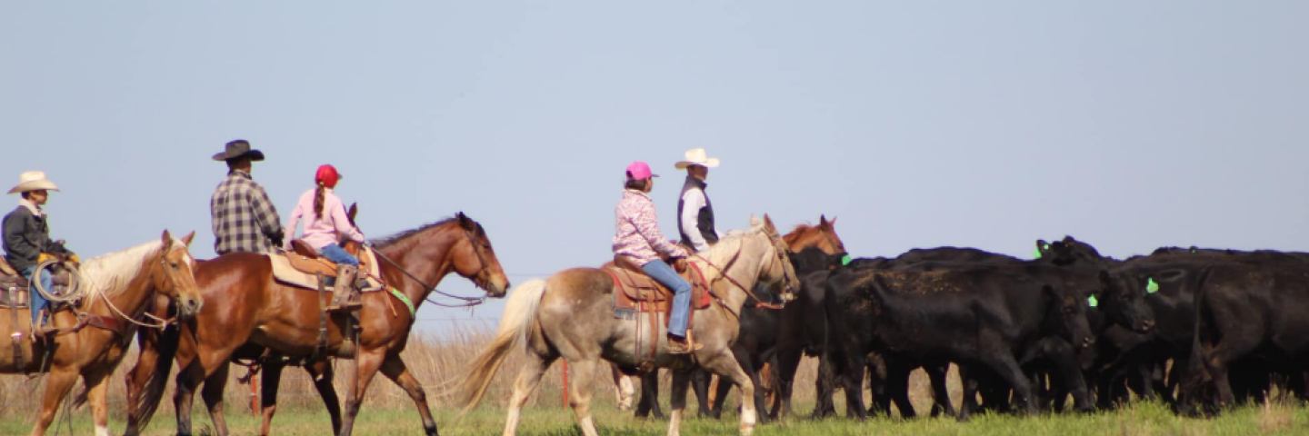 Working cattle on a Texas ranch
