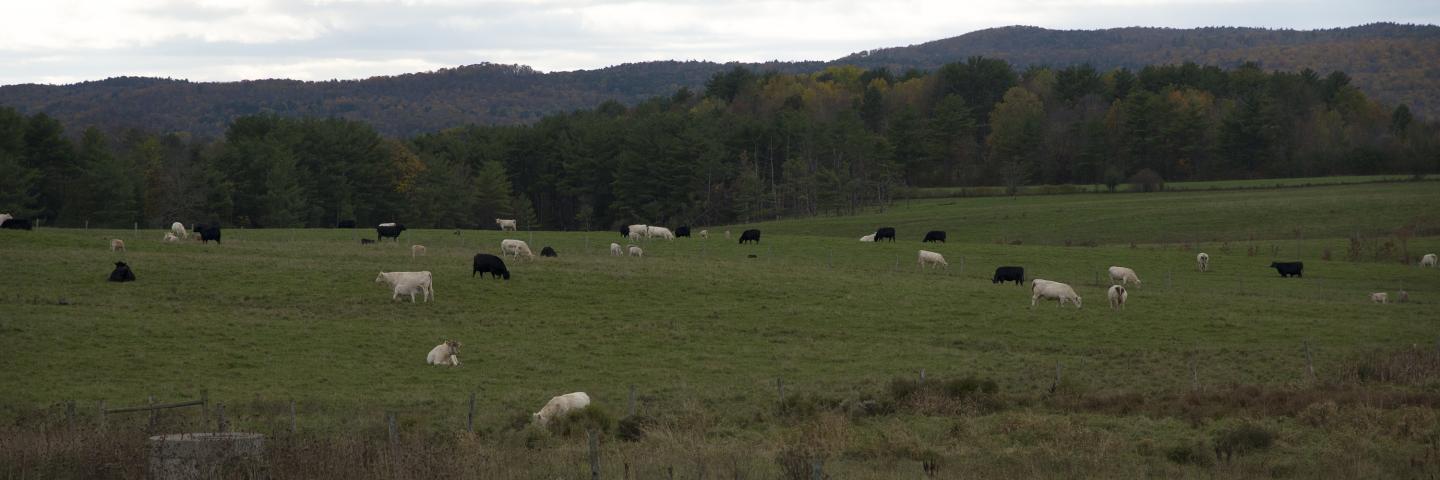 Cows East Creek Vermont
