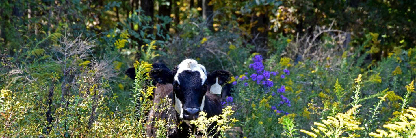 Black and white calf in a pasture with wild flowers in Iowa.
