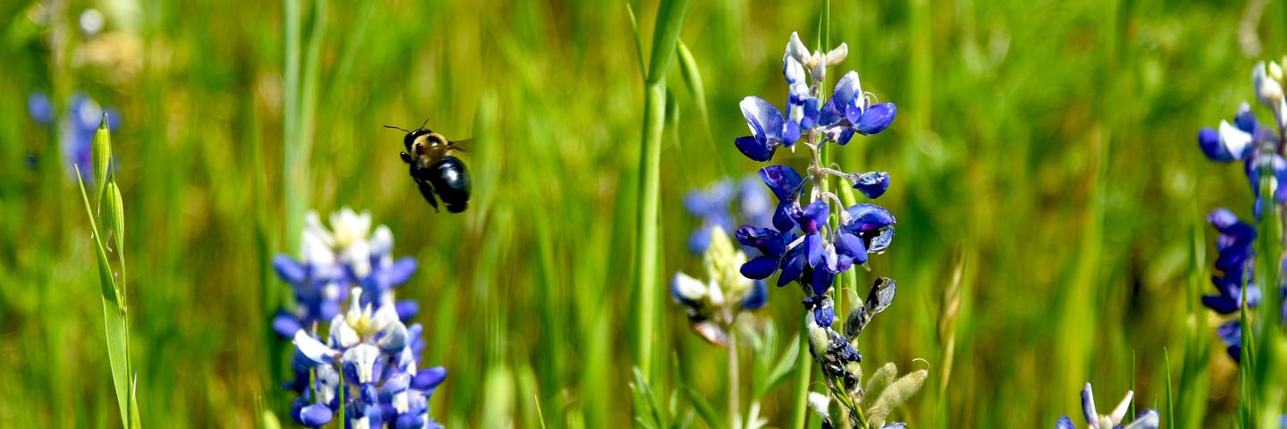 Bumblebee searching for food among the Texas bluebonnets while pollinating plants along the way.