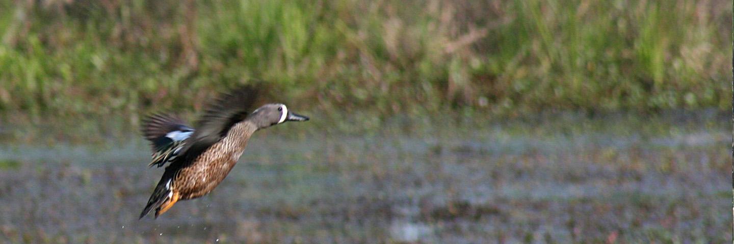 A blue wing teal lands in a wetland