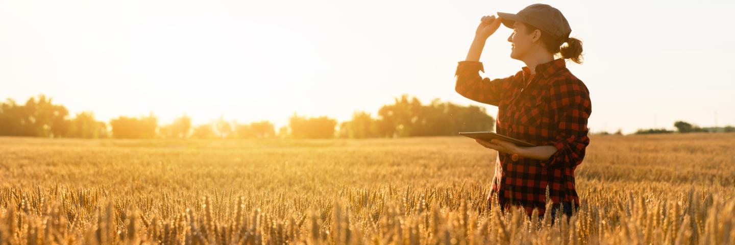 Woman farmer with digital tablet looks at the sunset on the wheat field.