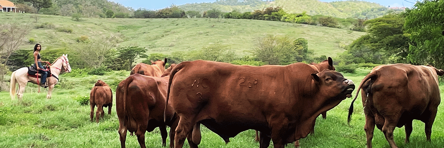 Cruzan cowgirl watching over Senepol cattle grazing at Annaly Farms on St. Croix, USVI, July 14, 2022.