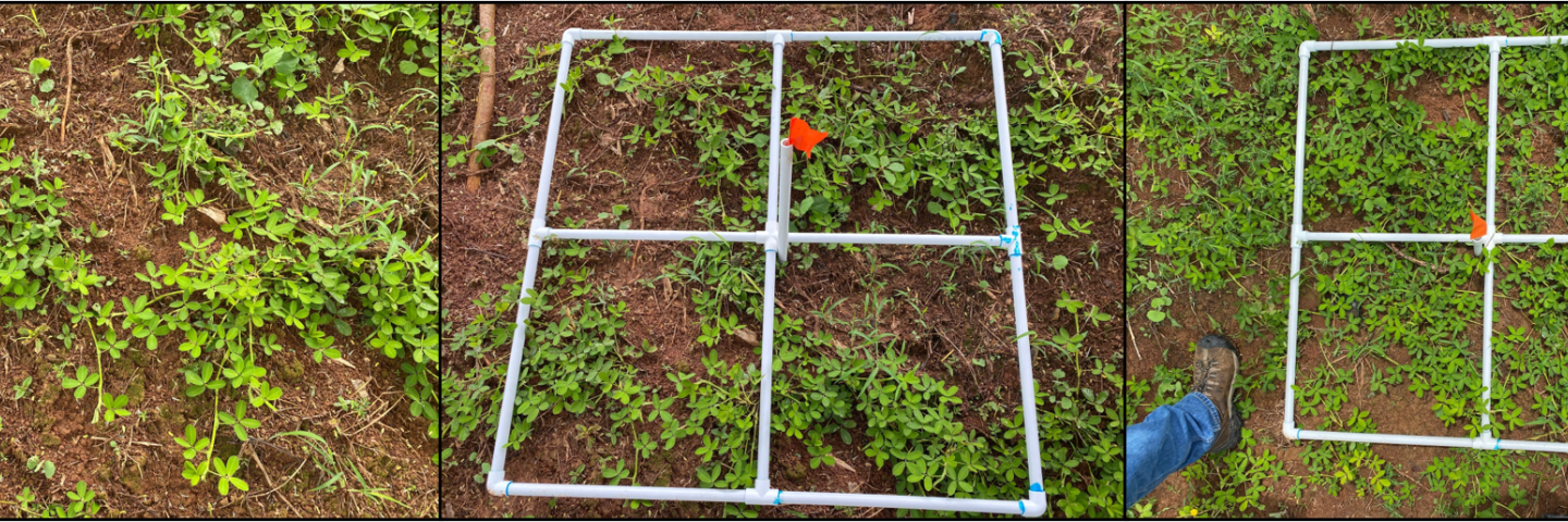 Arachis growth rate evaluation at Hacienda Eucalipto in Lares, PR, 15 July 2021.