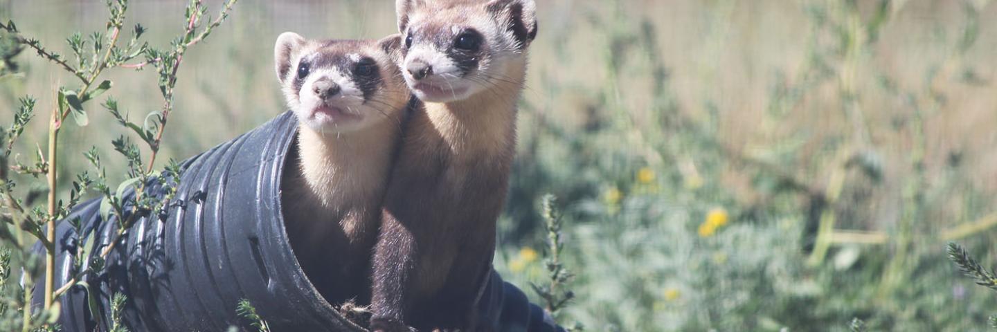 Black Footed Ferret Hero Image