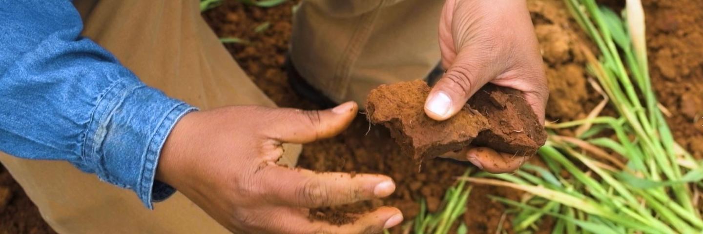 Soil scientist examining soil.