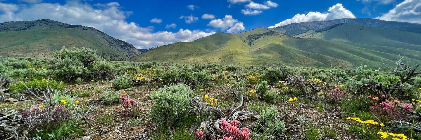 mountains behind flowers 
