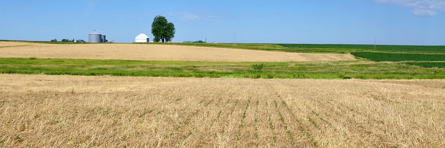 Soybeans peak through cereal rye that was terminated using a rolling crimper.