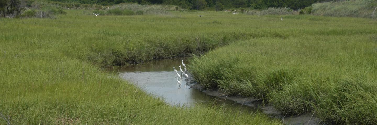 Tidal wetlands provide flood protection, wildlife habitat and water quality improvement