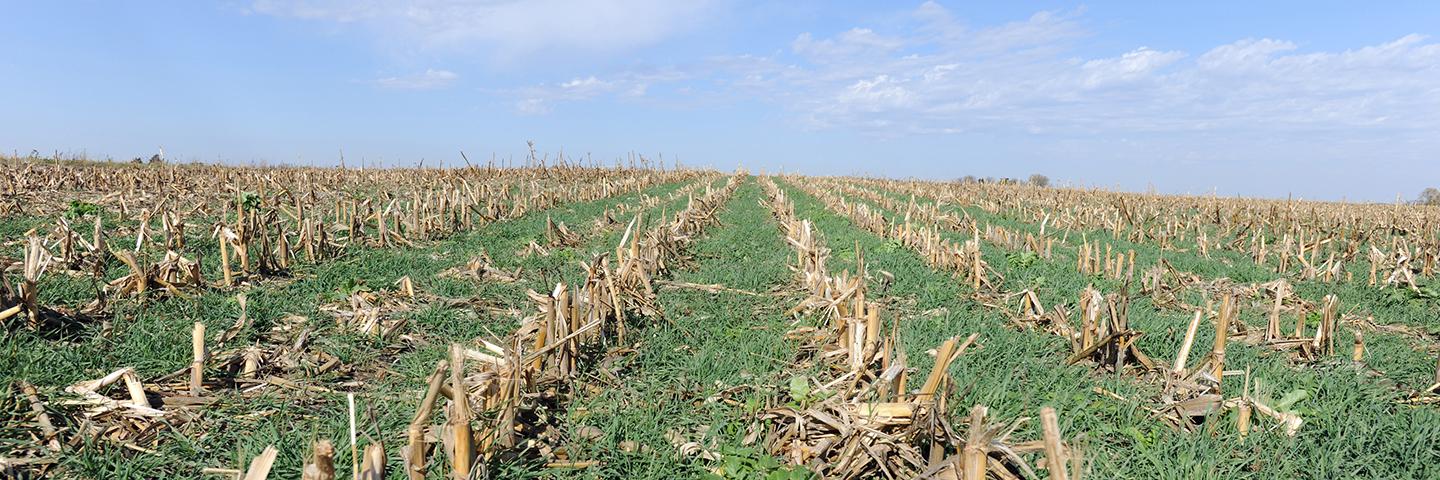 Cereal rye cover crop grows in the fall to protection the Iowa soil from erosion.