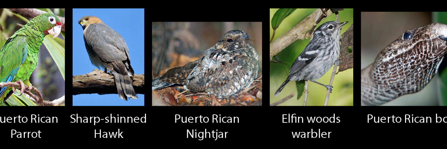 Endangered Puerto Rican wildlife species targeted by shade coffee initiative - Puerto Rican parrot, Sharp shinned hawk, Puerto Rican nightjar, Elfin woods warbler, Puerto Rican boa.