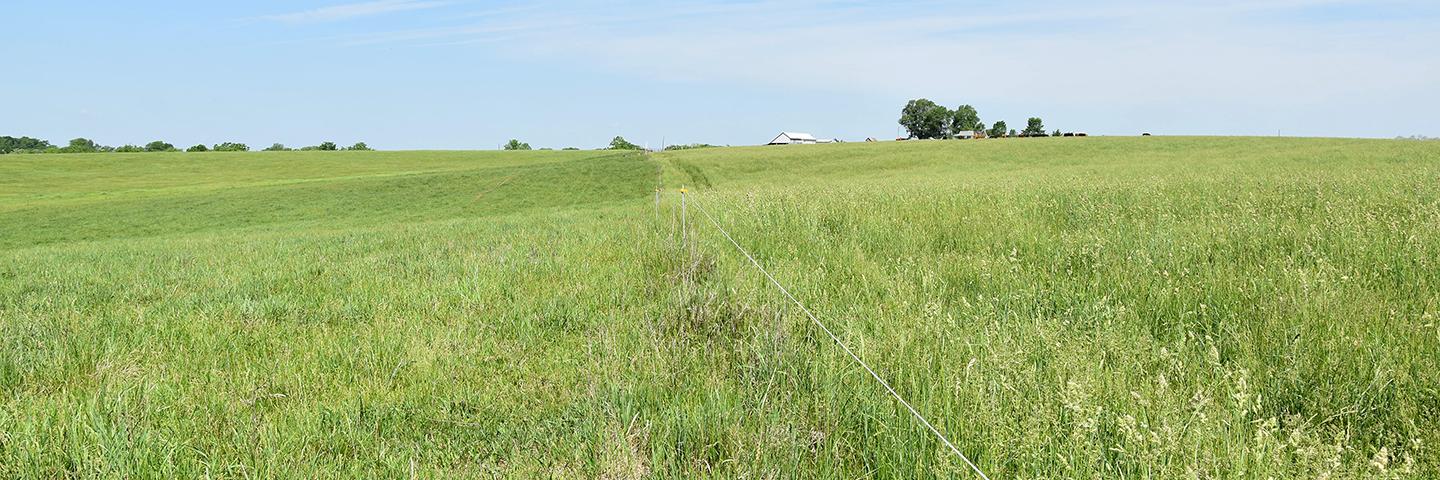 Pasture in a rotational grazing system in Davis County, Iowa.