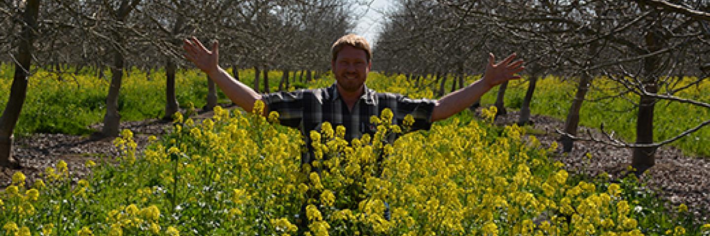 Cover Crops in Orchard