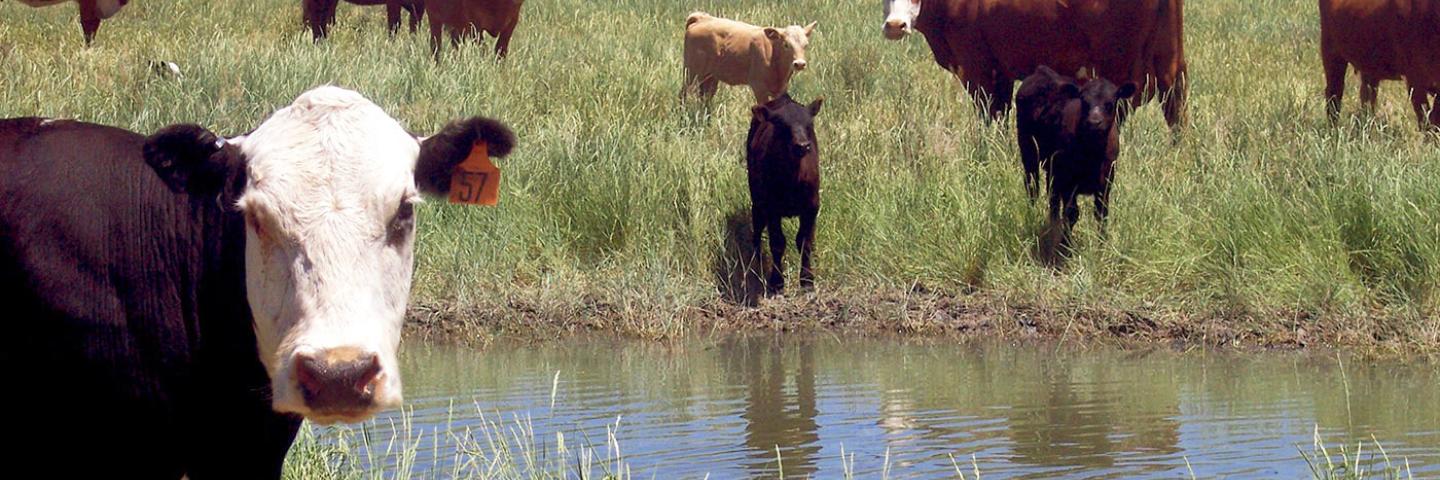 Cows looking into Camera