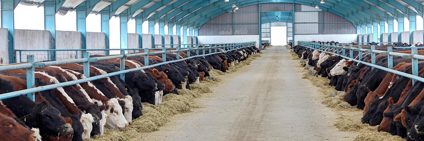 Cows eat hay in a barn.