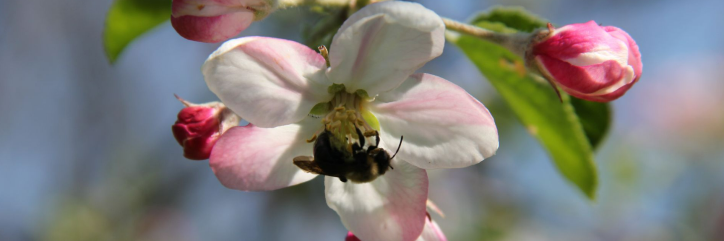 Bee on an blossom
