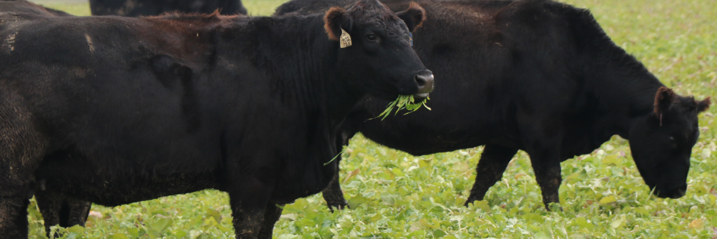 cows in pasture