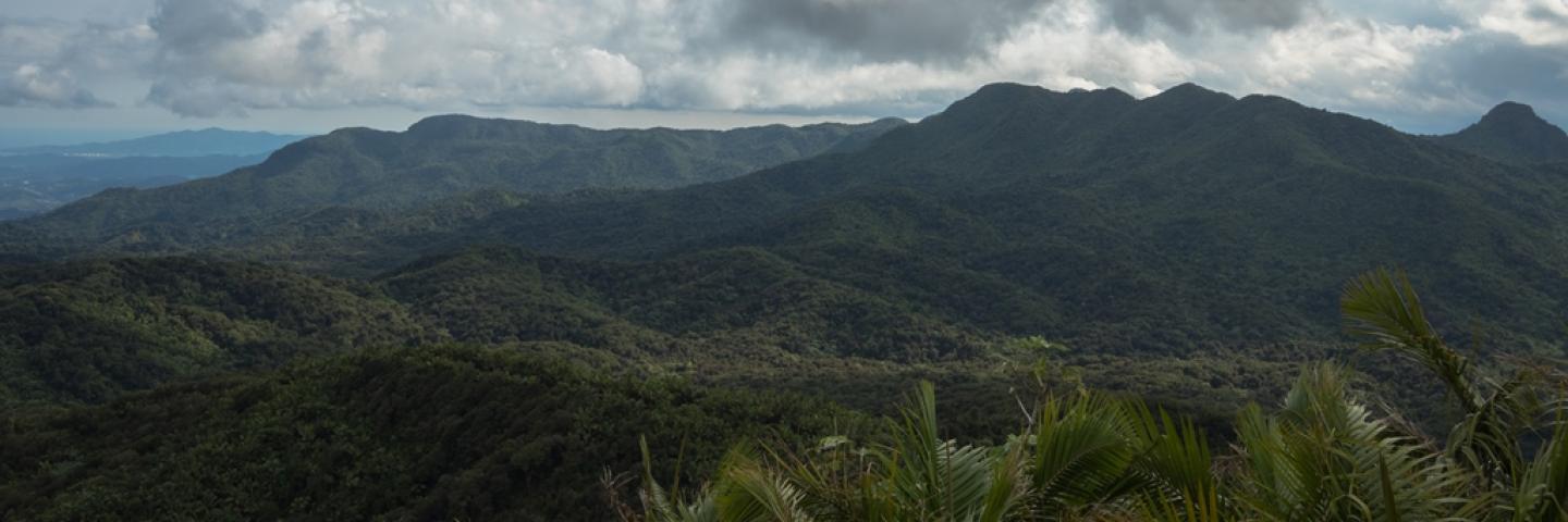 El Yunque National Forest, Puerto Rico, courtesy of US Forest Service.