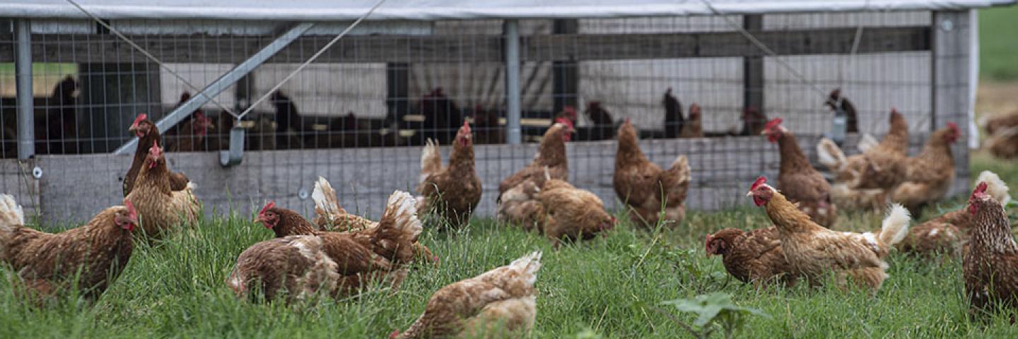Free range chickens at Benson Family Farm in Lorena, Texas.