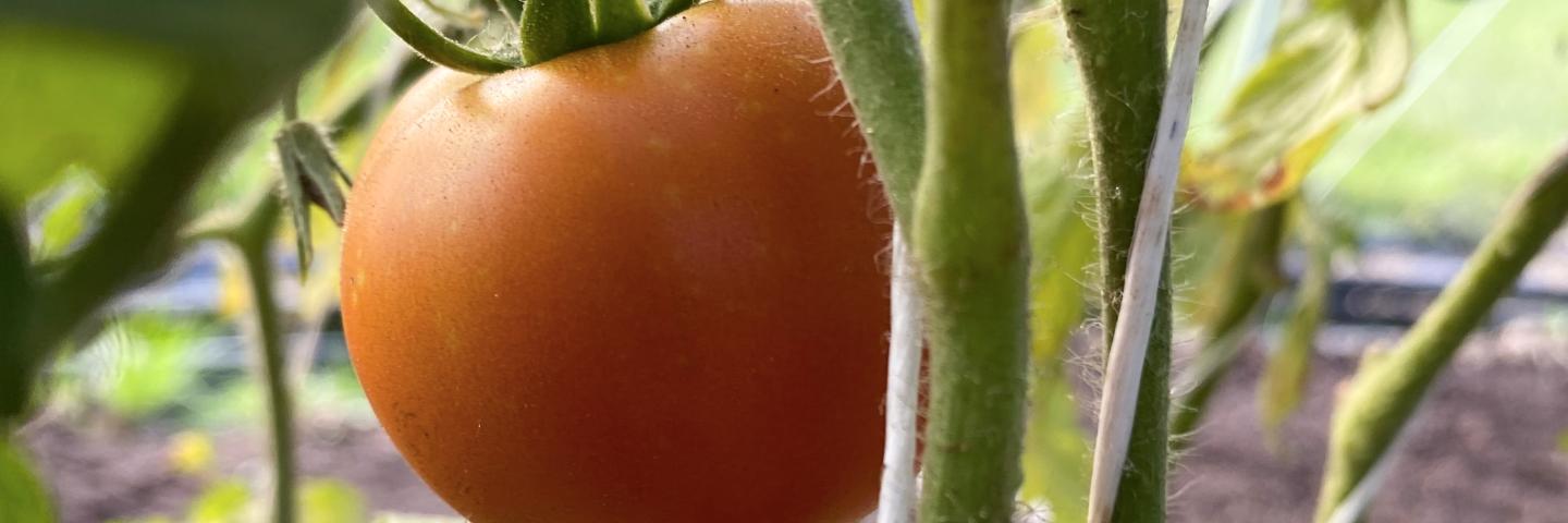 Ripe tomato on the plant