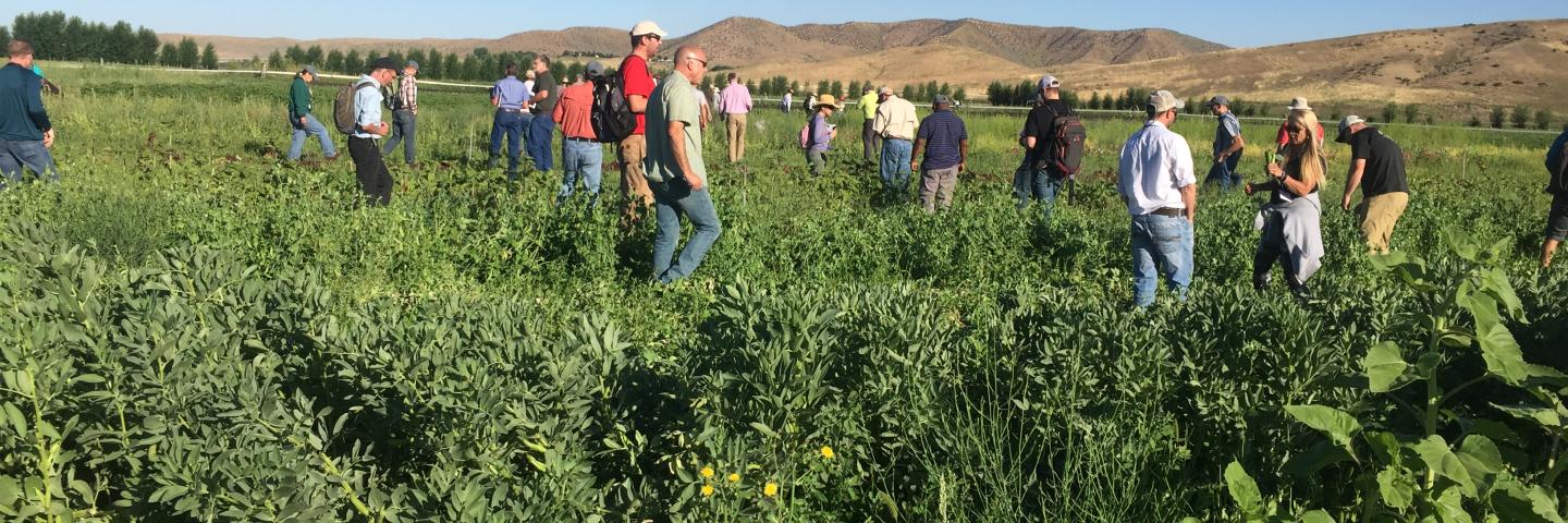NCSS member view soils supporting organic crops at the National Conference in Idaho. 