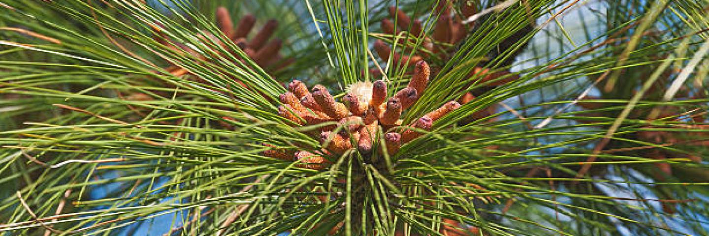 Long leaf pine