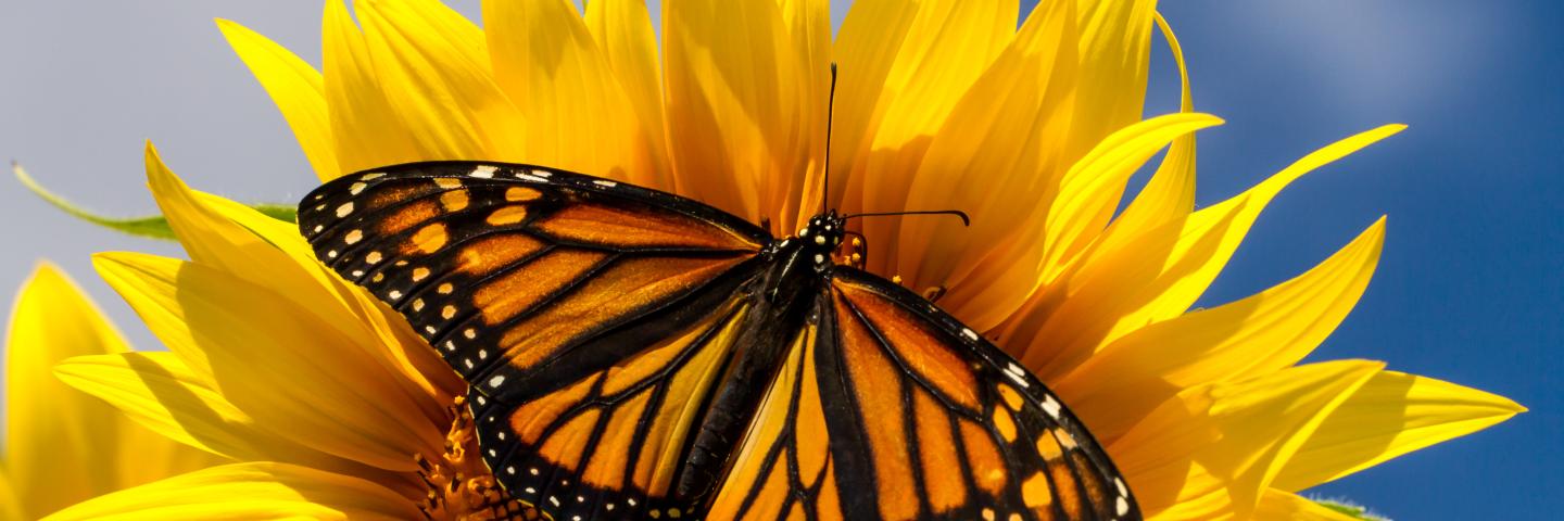 A Monarch butterfly spreads its wings while stopping on a sunflower. 