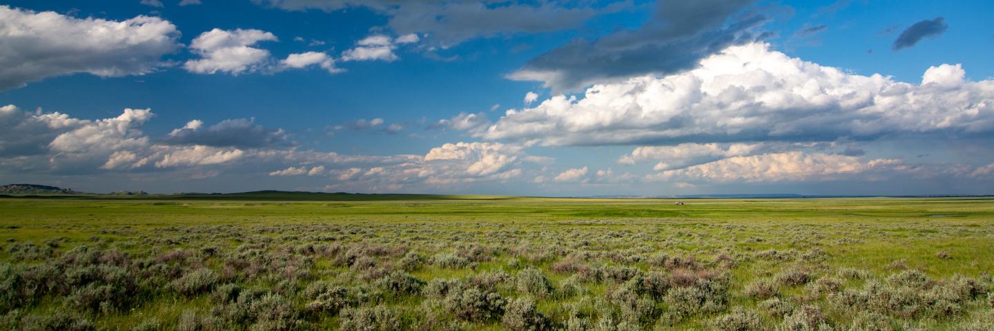 Winter habitat in the sagebrush flats for sage-grouse in Carter County, Montana