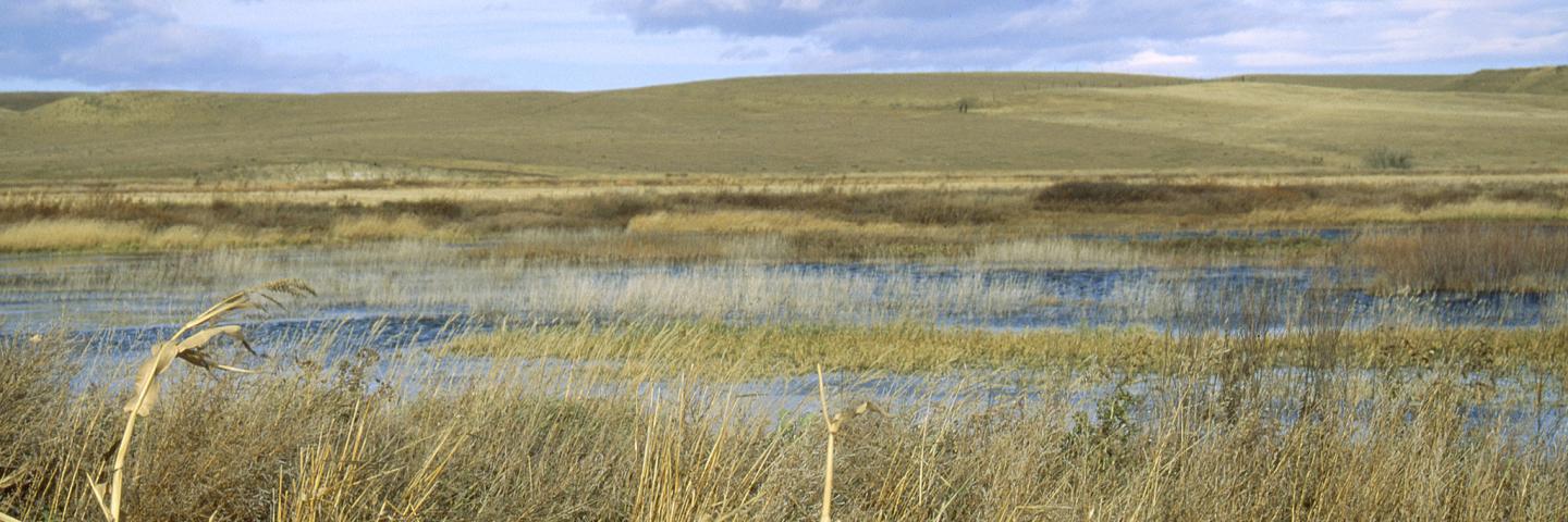 Wetlands on Muddy Creek in Cascade County, Montana