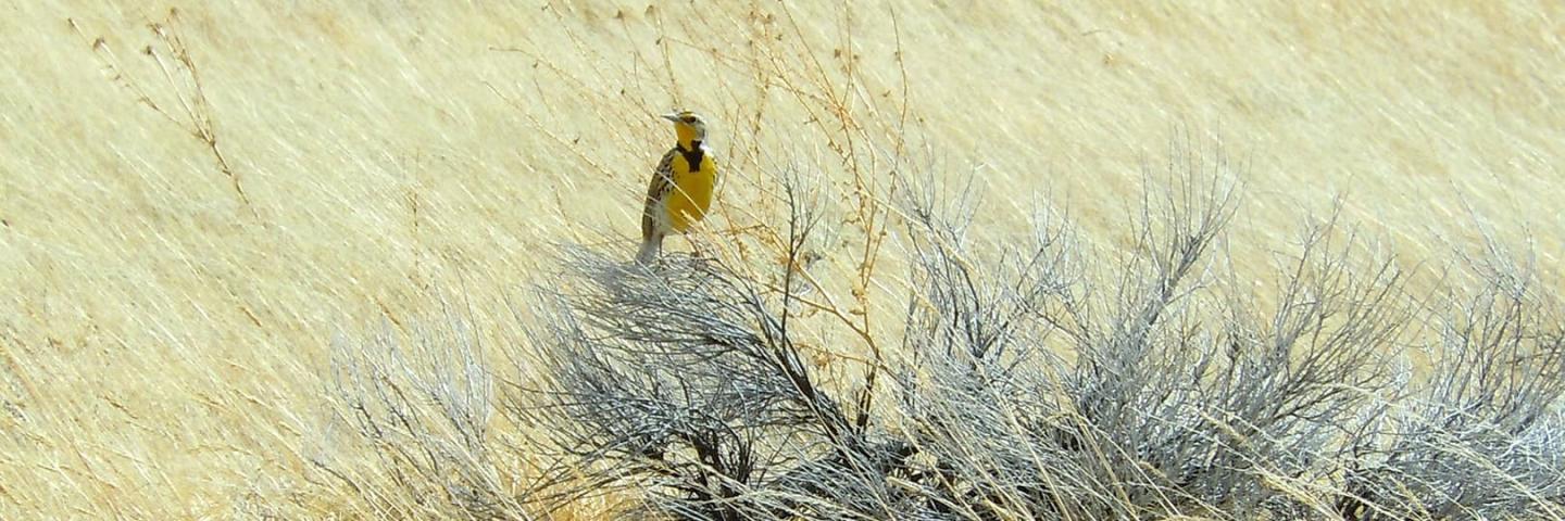 Western meadowlark sings from a brush top in grassland.