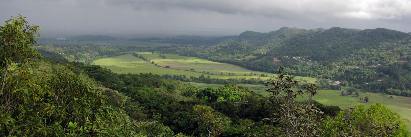 humid flood plain in the karst region - north central area of Puerto Rico