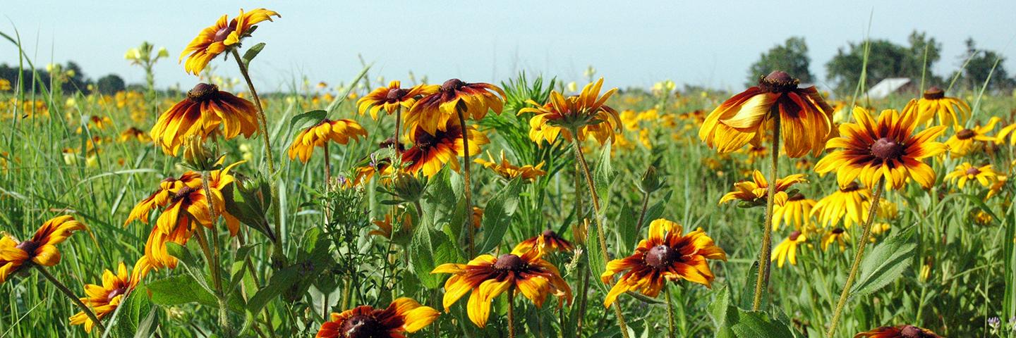 Pollinators on a wetland easement in Washington County, Iowa.